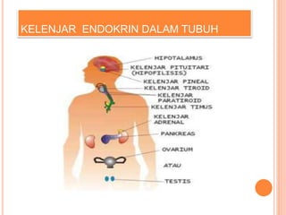KELENJAR ENDOKRIN DALAM TUBUH
 