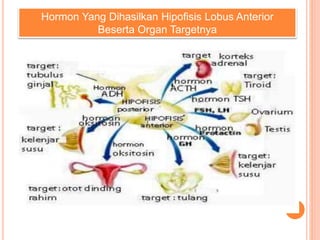 Hormon Yang Dihasilkan Hipofisis Lobus Anterior
Beserta Organ Targetnya
 