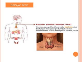 Kelenjar Tiroid
 