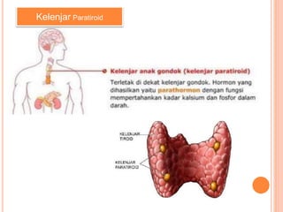 Kelenjar Paratiroid
 