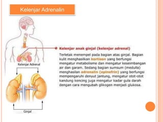 Kelenjar Adrenalin
 