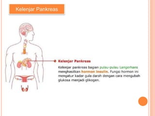 Kelenjar Pankreas
 