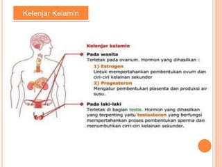 Kelenjar Kelamin
 