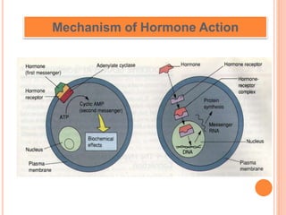 Mechanism of Hormone Action
 