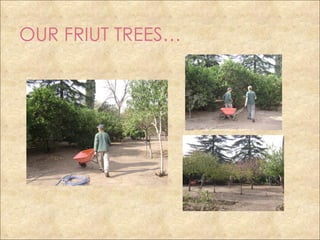 OUR FRIUT TREES…
 