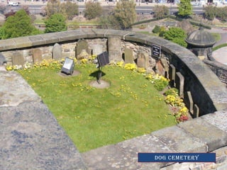 Dog cemetery