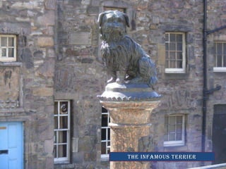 The infamous terrier