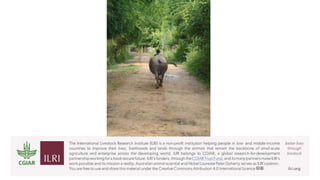 Til the cows come home―A well-worn path or a new trajectory: Exploring why livestock matter in sustainable development 