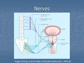 Nerves
Roger S.Kirby et al.An Atlas of Erectile Dysfunction, 2005;40
 