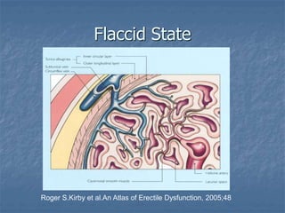 Flaccid State
Roger S.Kirby et al.An Atlas of Erectile Dysfunction, 2005;48
 