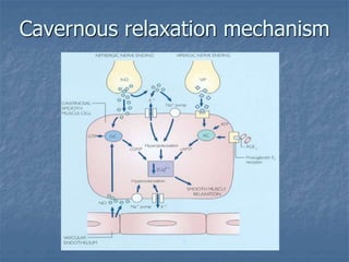 Cavernous relaxation mechanism
 
