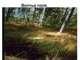 Волчье поле
 