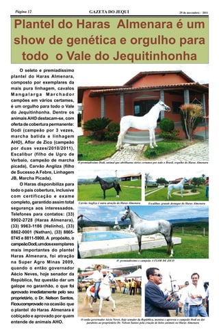 Página 12 GAZETA DO JEQUI 29 de novembro - 2011
Plantel do Haras Almenara é um
show de genética e orgulho para
todo o Vale do Jequitinhonha
	 O seleto e premiadíssimo
plantel do Haras Almenara,
composto por exemplares da
mais pura linhagem, cavalos
M a n g a l a r g a M a r c h a d o r
campões em vários certames,
é um orgulho para todo o Vale
do Jequitinhonha. Dentre os
animaisAHO destacam-se, com
ofertadecoberturapermanente:
Dodi (campeão por 3 vezes,
marcha batida e linhagem
AHO), Aflor de Zico (campeão
por duas vezes/2010/2011),
Escalibur (filho de Ugro de
Verbaio, campeão de marcha
picada), Carvão Angliza (filho
de Sucesso A Febre, Linhagem
JB, Marcha Picada).
	 O Haras disponibiliza para
todo o país cobertura, inclusive
com certificação e exame
completo, garantido assim total
segurança aos interessados.
Telefones para contatos: (33)
9902-2728 (Haras Almenara),
(33) 9963-1186 (Helinho), (33)
8862-0001 (Nathan), (33) 8865-
0745 e 8811-5900. A propósito, o
campeãoDodi,umdosexemplares
mais importantes do plantel
Haras Almenara, foi atração
na Super Agro Minas 2009,
quando o então governador
Aécio Neves, hoje senador da
República, fez questão dar um
galope no garanhão, o que foi
aprovado imediatamente pelo seu
proprietário, o Dr. Nelson Santos.
Ficoucomprovadonaocasião que
o plantel do Haras Almenara é
cobiçado e aprovado por quem
entende de animais AHO.
O então governador Aécio Neves, hoje senador da República, montou e aprovou o campeão Dodi ao dar
parabéns ao proprietário Dr. Nelson Santos pela criação de belos animais no Haras Almenara
O premiadíssimo e campeão A FLOR DE ZICO
Carvão Angliza é outra atração do Haras Almenara Escalibur, grande destaque do Haras Almenara
O premiadíssimo Dodi, animal que abrilhanta vários certames por todo o Brasil, orgulho do Haras Almenara
 