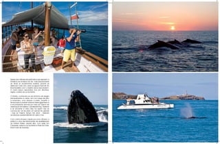 Apesar dos milhares de quilômetros que separam a
Antártica da América do Sul, mais precisamente
do Brasil, as exuberantes baleias Jubarte se
deslocam todo ano, para as águas tropicais do
litoral brasileiro com o objetivo de se reproduzirem.
O maior berço reprodutivo fica em Abrolhos,
região costeira do sul da Bahia.

O Estado, conhecido por ser sinônimo de alegria
principalmente no verão, tem nos meses de julho
a novembro, uma atração à parte. Durante a
temporada é possível observar esses gigantescos
e encantadores animais por meio do turismo de
observação de baleias, o whalewatching. Observar
e se encantar é claro. Não há quem não se
comova em ver de perto um animal tão grande
– mas ao mesmo tempo tão dócil – fazendo
acrobacias surpreendentes em pleno mar.

Com o lema troque o arpão por uma câmera, a
prática é uma das ferramentas de sensibilização
do Instituto Baleia Jubarte (IBJ), com sede em
Caravelas, extremo sul da Bahia e Praia do Forte,
litoral norte de Salvador.
 