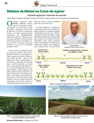 Revista Canavieiros - Setembro de 2014
54
Sistema de Meiosi na Cana-de-açúcar
Antônio Pagotto - Engenheiro Agrônomo da Canaoeste de Viradouro com apoio da gestora técnica da Canaoeste, Alessandra Durigan
O
sistema conhecido como
MEIOSI (Método Interro-
tacional Ocorrendo Simul-
taneamente) foi desenvolvido pelo
Engenheiro Agrônomo José Telles
de Barcelos, no início da década de
oitenta, na estação experimental do
Planalsucar, em Uberlândia-MG,
tendo como objetivo viabilizar a con-
sorciação racional da cana-de-açúcar
com culturas anuais e/ou adubos ver-
des em áreas de reforma, buscando
minimizar os custos de produção
(Landell, 1998).
Neste sistema, a produção de mu-
das ocorre no próprio local onde se
pretende instalar o canavial (figura 1).
Após o preparo do terreno, sulcam-se
duas linhas de cana e deixa-se um
espaço sem sulcar, correspondente a
oito linhas, o qual pode ser utilizado
para o cultivo intercalar de amen-
doim, soja ou adubo verde (figuras 2 e
3). Aos aproximadamente oito meses
após o plantio, as duas linhas de cana
serão suficientes para completar o es-
paço remanescente. A principal vanta-
gem é a inexistência do transporte das
mudas para o local de plantio. Desta
maneira é possível reduzir custos de
implantação do canavial, melhorar o
sistema de logística e promover a me-
Artigo Técnico III
Excelente opção para renovação de canaviais
Figura 2: sistema de plantio de meiosi: cana-de-açúcar
e amendoim plantadas simultaneamente.
Figura 3: sistema de plantio de meiosi: cana-de-açúcar e
sojas plantadas simultaneamente.
Figura 1: esquema de implantação da MEIOSI
lhora do local de cultivo (condições
químicas e físicas do solo).
O sistema proposto é o plantio de
cana de ano e meio, com o início de uma
parte do plantio em setembro/outubro,
numa proporção de 2:8, com o objetivo
de produzir, nestas duas linhas, mudas
suficientes na própria área de renovação
para o plantio do restante da área em
março/abril. Neste espaço intercalar,
cria-se possibilidade da instalação de
culturas que tenham ciclo compatível
ao do sistema meiosi, ou seja, culturas
Antônio Pagotto
Engenheiro Agrônomo da Canaoeste
 