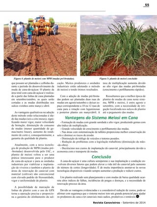 Revista Canavieiros - Setembro de 2014
55
Vantagens do Sistema Meiosi em Cana
Conclusão
que possam ser plantadas e colhidas du-
rante o período do desenvolvimento da
muda de cana-de-açúcar. O plantio da
área total com cana-de-açúcar é realiza-
do a partir das linhas de cana plantadas
em setembro/outubro, as quais serão
cortadas e as mudas distribuídas nos
sulcos vizinhos entre março e abril.
As vantagens qualitativas na adoção
deste método estão relacionadas à ida-
de das mudas (seis a oito meses), signi-
ficando maior vigor, maior velocidade
de brotação, diminuição do consumo
de mudas (menor quantidade de ge-
mas/metro linear), aumento do rendi-
mento de corte e, consequentemente, a
garantia da qualidade de plantio.
Atualmente, com a nova tecnolo-
gia de produção de MPB (mudas pré-
-brotadas) desenvolvida pelo IAC, o
plantio de meiosi voltou a ser uma
prática interessante para o produtor
de cana-de-açúcar e para as unidades
industriais por viabilizar a implanta-
ção de viveiros e também o plantio de
áreas de renovação do canavial com
material (cultivar) não convencional
com elevado padrão de fitossanidade,
vigor e uniformidade de plantio.
A possibilidade de marcação de
linhas de plantio com o uso de GPS
torna a operação precisa e proporcio-
na a garantia do alinhamento da sul-
- Formação de mudas com grande sanidade e alto vigor, produzindo gemas com
alto índice de multiplicação.
- Grande velocidade de crescimento e perfilhamento das mudas.
- Nas áreas com sistematização de talhões proporciona melhor conservação do
solo e diminui os riscos de erosão.
- Diminuição de tráfego de veículos e tratores pesados.
- Redução de problemas com a legislação trabalhista (diminuição da mão-
-de-obra).
- Decréscimo nos custos de implantação do canavial, principalmente devido a
economia com o transporte de mudas.
A cana-de-açúcar é uma cultura semiperene e sua implantação e condução en-
-volvem diversos fatores que podem elevar a vida útil do canavial pelo aumento
do número de cortes (longevidade). É de muita importância atentar-se às novas
tecnologias disponíveis visando sempre aumentar a produção e reduzir custos.
Um plantio realizado sem planejamento e com mudas de baixa qualidade acar-
reta altos índices de falhas, incidências de pragas e doenças, e a necessidade de
renovação precoce da área.
Devido as vantagens evidenciadas e a considerável redução de custos, pode-se
afirmar com segurança que o sistema meiosi tem um grande potencial para ajudar
os produtores de cana a ter canaviais mais sadios, produtivos e rentáveis.
Figura 4: plantio de meiosi com MPB (mudas pré-brotadas). Figura 5: plantio de meiosi concluído
cação. Muitos produtores e unidades
industriais estão adotando o método
de meiosi e tendo ótimos resultados.
Com a adoção de mudas pré-brota-
das podem ser plantadas duas ruas de
mudas em agosto/setembro e deixar es-
paço correspondente a 10 ou 12 ruas de
cana para a rotação com leguminosas
e posterior plantio em março/abril. A
taxa de multiplicação aumenta devido
ao alto vigor das mudas pré-brotadas
(crescimento e perfilhamento rápidos).
Ressaltamos que a melhor época de
plantio de mudas de cana neste siste-
ma, MPB e meiosi, é entre agosto e
setembro, com a necessidade de irri-
gação localizada nos sulcos de plantio
até o pegamento das mudas.
RC
 
