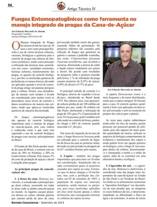 Revista Canavieiros - Setembro de 2014
56
Fungos Entomopatogênicos como ferramenta no
manejo integrado de pragas da Cana-de-Açúcar
José Eduardo Marcondes de Almeida
Pesquisador Científico
Instituto Biológico/APTA/SAA-SP
O
Manejo Integrado de Pragas
foi desenvolvido há mais de 30
anos e tem como principal filo-
sofia o uso de várias técnicas culturais,
varietais, biológicas e químicas para o
controle de pragas nas culturas de inte-
resse econômico, tendo como princípio
a utilização das técnicas mais sustentá-
veis tais como: variedades resistentes,
técnicas culturais, monitoramento das
pragas, os agentes de controle biológi-
co e, por fim, os inseticidas químicos de
preferências os menos tóxicos, devendo
ser aplicados quando o nível de contro-
le da praga atinge um patamar perigoso
para a cultura. Porém, essa metodolo-
gia de manejo nem sempre é levada
em consideração, pois muitas vezes se
desconhece esses níveis de controle e
danos econômicos da maioria das cul-
turas, sendo que aplica-se inseticidas
químicos de maneira discriminada.
Os fungos entomopatogênicos
são agentes de controle biológico
importantes para o manejo de pragas
na cana-de-açúcar, pois essa cultura
é conhecida como a que mais tem
suportado o uso de controle biológico
de pragas com sucesso, principalmente
no Brasil.
O Estado de São Paulo produz meta-
de da cana do Brasil, o restante está em
torno de 30% no Nordeste, e 20% no
Centro-Oeste e Paraná. Pelo menos 5%
do custo de produção de açúcar e álcool
é atingido pelas pragas.
As principais pragas da cana-de-
-açúcar são:
1. A broca da cana, Diatraea sac-
charalis, é considerada a principal pra-
ga desta cultura, ocorrendo em todas
as áreas onde se planta cana-de-açúcar
no mundo. As lagartas causam prejuí-
zos diretos ao colmo, abrindo galerias
que causam perda de peso da cana,
Artigo Técnico IV
provocando também morte das gemas,
causando falhas de germinação. Os
prejuízos indiretos são causados pela
infecção de fungos que penetram na
galeria e causam a podridão vermelha,
tais como: Colletotrichum falcatume
Fusarium moniliforme, que invertem a
sacarose, diminuindo a pureza do caldo
e dando menor rendimento em açúcar
e álcool. De acordo com resultados
de pesquisas sobre o prejuízo causado
pela broca, 1 % de infestação da praga
causam prejuízos de 0,25% de açúcar,
0,20% de álcool e 0,77% de peso.
O principal método de controle é o
biológico, através da vespinha Cotesia
flavipes, introduzida no Brasil desde
1974. Nos últimos anos, esse parasitoi-
de reduziu perdas de até 100 milhões de
dólares por ano, sendo 20 milhões em
São Paulo, diminuindo a infestação da
praga de 10% para 2%. O parasitoide de
ovos Trichogramma galloi também tem
sido usado no controle da broca, poden-
do chegar a 60% de controle quando
associado à C. flavipes.
Nas áreas de expansão da lavoura de
cana, o fungo Beauveria bassiana pode
ser utilizado para o controle de lagar-
tas da broca da cana no primeiro instar,
devendo ser pulverizado na dosagem de
6x1012
conídios//hectare pelo menos.
2. Cupins - também são pragas
importantes que precisam ser levadas
em consideração. Atualmente não se
sabe corretamente quais os prejuízos
causados por cupins na cana. Estima-
-se que os danos chegam a 10 ton/ha/
ano, mas com a proibição dos clo-
rados em 02 de setembro de 1985, a
população de cupins nos canaviais
aumentou, sendo maiores os prejuí-
zos, pois esses inseticidas, aplicados
em área total faziam apenas o efeito
de barreira, não conseguindo eliminar
as colônias de cupins na área.
A espécie Heterotermes tenuis é a
mais frequente e de maior distribuição,
sendo que os danos atingem 10 t/ha/ano
para a cana. O controle químico geral-
mente é feito com aplicação em área to-
tal, pulverizando o solo no momento do
preparo dos sulcos para o plantio.
As iscas para cupins subterrâneos
ainda estão em fase de estudos, porém
possuem um potencial grande de utili-
zação, pois são capazes de atrair gran-
des quantidades de insetos, utilizam os
aspectos de biologia,comportamento de
trofalaxia e tunelamento dos cupins e
ainda podem levar um agente químico
ou biológico, com o fungo B. bassiana,
para dentro da colônia, disseminando-
-o e eliminando a rainha e o ninho do
cupim, além de se constituir em uma
alternativa barata e ecológica.
3. Cigarrinha da raiz - a cigarri-
nha da raíz, Mahanarva fimbriolata, é
considerada uma das pragas mais im-
portantes da cana-de-açúcar no Estado
de São Paulo e no Nordeste do Brasil.
As ninfas ao se alimentarem ocasionam
a “desordem fisiológica” em decorrên-
cia de suas picadas que, ao atingirem
os vasos lenhosos da raiz, o deterioram,
impedindo ou dificultando o fluxo de
água e de nutrientes. A morte de raízes
José Eduardo Marcondes de Almeida
 