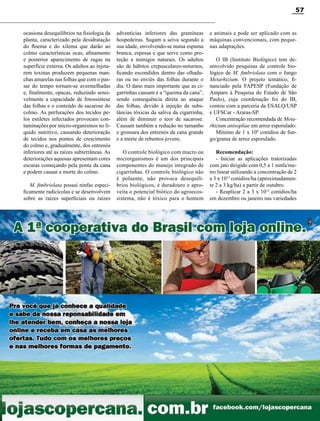 Revista Canavieiros - Setembro de 2014
57
ocasiona desequilíbrios na fisiologia da
planta, caracterizado pela desidratação
do floema e do xilema que darão ao
colmo características ocas, afinamento
e posterior aparecimento de rugas na
superfície externa. Os adultos ao injeta-
rem toxinas produzem pequenas man-
chas amarelas nas folhas que com o pas-
sar do tempo tornam-se avermelhadas
e, finalmente, opacas, reduzindo sensi-
velmente a capacidade de fotossíntese
das folhas e o conteúdo de sacarose do
colmo. As perfurações dos tecidos pe-
los estiletes infectados provocam con-
taminações por micro-organismos no lí-
quido nutritivo, causando deterioração
de tecidos nos pontos de crescimento
do colmo e, gradualmente, dos entrenós
inferiores até as raízes subterrâneas. As
deteriorações aquosas apresentam cores
escuras começando pela ponta da cana
e podem causar a morte do colmo.
M. fimbriolata possui ninfas especi-
ficamente radicícolas e se desenvolvem
sobre as raízes superficiais ou raízes
adventícias inferiores das gramíneas
hospedeiras. Sugam a seiva segundo a
sua idade, envolvendo-se numa espuma
branca, espessa e que serve como pro-
teção a inimigos naturais. Os adultos
são de hábitos crepusculares-noturnos,
ficando escondidos dentro das olhadu-
ras ou no enviés das folhas durante o
dia. O dano mais importante que as ci-
garrinhas causam é a “queima da cana”,
sendo consequência direta ao ataque
das folhas, devido à injeção de subs-
tâncias tóxicas da saliva da cigarrinha,
além de diminuir o teor de sacarose.
Causam também a redução no tamanho
e grossura dos entrenós da cana grande
e a morte de rebentos jovens.
O controle biológico com macro ou
microrganismos é um dos principais
componentes do manejo integrado de
cigarrinhas. O controle biológico não
é poluente, não provoca desequilí-
brios biológicos, é duradouro e apro-
veita o potencial biótico do agroecos-
sistema, não é tóxico para o homem
e animais e pode ser aplicado com as
máquinas convencionais, com peque-
nas adaptações.
O IB (Instituto Biológico) tem de-
senvolvido pesquisas de controle bio-
lógico de M. fimbriolata com o fungo
Metarhizium. O projeto temático, fi-
nanciado pela FAPESP (Fundação de
Amparo à Pesquisa do Estado de São
Paulo), cuja coordenação foi do IB,
contou com a parceria da ESALQ/USP
e UFSCar - Araras-SP.
Concentração recomendada de Meta-
rhizium anisopliae em arroz esporulado:
Mínimo de 1 x 109
conídios de fun-
go/grama de arroz esporulado.
Recomendação:
- Iniciar as aplicações tratorizadas
com jato dirigido com 0,5 a 1 ninfa/me-
tro linear utilizando a concentração de 2
a 3 x 1012
conídios/ha (aproximadamen-
te 2 a 3 kg/ha) a partir de outubro.
- Reaplicar 2 a 3 x 1012
conídios/ha
em dezembro ou janeiro nas variedades
 