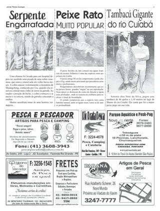 O peixe focinho de rato comum nas águas tropicais do oceano Atlântico é uma das espécies mais populares do Caribe.
O peixe atinge 50 cm de comprimento e pode chegar a 6 kg, sendo muito procurado por pescadores amadores e profissionais.
Pesquisadores descobriram recentemente que estes peixes fazem grandes “orgias” na sua reprodução.
Nesa época se deslocam da costa em direção a águas
mais profundas, onde se reunem aos milhares para realizar o ritual da fecundação.
O estudo comprovou que a espécie tem como
habitate natural, tanto as águas rasas, como as de maior profundidade.

Divulgação

Uma chinesa foi levada para um hospital depois ter recebido uma picada de uma cobra venenosa, que estava conservada em vinho havia meses. A cobra atacou violentamente a moradora de
Shuangcheng, conhecida por Liu, quando ela resolveu colocar mais vinho de arroz na garrafa. Ao
mudar a posição do bicho, a cobra começou a se
mexer e se esticou, saindo da garrafa e atacando a
mulher.
Muitos acreditam tratar de uma história verdadeira...

5

Divulgação

Divulgação

Jornal Pesca Ecologia

Antonio dias Neto da Silva, pegou este
tambacú de 46 quilos e 1,10 metros no lago de
Manso do rio Cuiabá. Ele conta que foi o maior
peixe pego em sua vida.

 