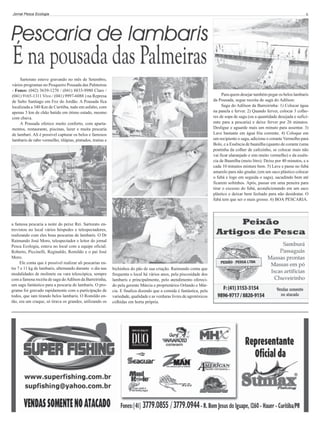 Jornal Pesca Ecologia

6

Sartorato esteve gravando no mês de Setembro,
vários programas no Pesqueiro Pousada das Palmeiras
- Fones: (042) 3639-1270 / (041) 8833-9980 Claro /
(041) 9165-1311 Vivo / (041) 9997-6088 ) na Represa
de Salto Santiago em Foz do Jordão. A Pousada fica
localizada a 340 Km de Curitiba, tudo em asfalto, com
apenas 3 km de chão batido em ótimo estado, mesmo
com chuva.
A Pousada oferece muito conforto, com apartamentos, restaurante, piscinas, lazer e muita pescaria
de lambari. Ali é possível capturar os belos e famosos
lambaris de rabo vermelho, tilápias, pintados, traíras e

a famosa pescaria a noite do peixe Rei. Sartorato entrevistou no local vários hóspedes e telespectadores,
realizando com eles boas pescarias de lambarís. O Dr
Raimundo José Moro, telespectador e leitor do jornal
Pesca Ecologia, estava no local com a equipe oficial:
Roberto, Piccinelli, Reginaldo, Romildo e o pai José
Moro.
Ele conta que é possível realizar ali pescarias entre 7 e 11 kg de lambaris, alternando durante o dia nas
modalidades de molinete ou vara telescópica, sempre
com a famosa receita de sagu do Adílson da Barreirinha,
um sagu fantástico para a pescaria de lambaris. O programa foi gravado rapidamente com a participação de
todos, que iam tirando belos lambaris. O Romildo então, era um craque, só tirava os grandes, utilizando os

Para quem desejar também pegar os belos lambaris
da Pousada, segue receita de sagú do Adilson:
Sagu do Adilson da Barreirinha: 1) Colocar água
na panela e ferver. 2) Quando ferver, colocar 3 colheres de sopa de sagu (ou a quantidade desejada e suficiente para a pescaria) e deixe ferver por 26 minutos.
Desligue e aguarde mais um minuto para assentar. 3)
Lave bastante em água fria corrente. 4) Coloque em
um recipiente o sagu, adicione o corante Vermelho para
Bolo, e a Essência de baunilha (quanto de corante (uma
pontinha da colher de cafezinho, se colocar mais não
vai ficar alaranjado e sim muito vermelho) e da essência de Baunilha (meio litro). Deixe por 40 minutos, e a
cada 10 minutos misture bem. 5) Lave e passe no fubá
amarelo para não grudar, (em um saco plástico colocar
o fubá e logo em seguida o sagu), sacudindo bem até
ficarem soltinhos. Após, passar em uma peneira para
tirar o excesso do fubá, acondicionando em um saco
plástico e deixar bem fechado para não desidratar. O
fubá tem que ser o mais grosso. 6) BOA PESCARIA.

bichinhos do pão de sua criação. Raimundo conta que
frequenta o local há vários anos, pela piscosidade dos
lambaris e principalmente, pelo atendimento oferecido pela gerente Márcia e proprietários Orlando e Márcia. E finaliza dizendo que a comida é fantástica, pela
variedade, qualidade e as verduras livres de agrotóxicos
colhidas em horta própria.

 