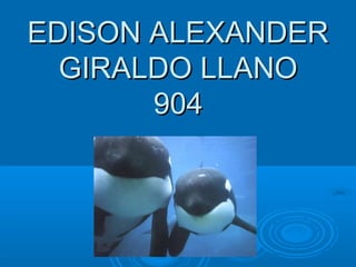 EDISON ALEXANDEREDISON ALEXANDER
GIRALDO LLANOGIRALDO LLANO
904904
 