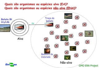 Quais são organismos ou espécies alvo (EA)?
  Quais são organismos ou espécies não-alvo (ENA)?


                             Traça da
Batata Bt
                              batata
Cry1Ab              EA




            Alvo




                          Besouro do
                          Colorado

                                        Não-alvo
                                                     GMO ERA Project
 