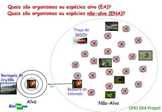 Quais são organismos ou espécies alvo (EA)?
   Quais são organismos ou espécies não-alvo (ENA)?


                              Traça da
                               batata




Beringela Bt
Cry3Bb
                      EA
                           Besouro do
                           Colorado

               Alvo                      Não-Alvo
                                                      GMO ERA Project
 