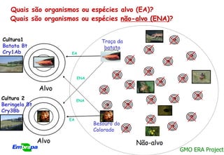 Quais são organismos ou espécies alvo (EA)?
   Quais são organismos ou espécies não-alvo (ENA)?


Cultura1                            Traça da
Batata Bt                            batata
Cry1Ab                 EA




                           ENA

               Alvo
Cultura 2                  ENA
Beringela Bt
Cry3Bb
                      EA
                                 Besouro do
                                 Colorado

               Alvo                            Não-alvo
                                                          GMO ERA Project
 