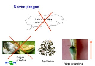 Novas pragas


             Inseticida não-
             seletivo




 Pragas
 priimária         Algodoeiro
                                Praga secundária
 