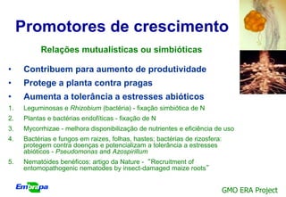 Promotores de crescimento
          Relações mutualísticas ou simbióticas

•    Contribuem para aumento de produtividade
•    Protege a planta contra pragas
•    Aumenta a tolerância a estresses abióticos
1.   Leguminosas e Rhizobium (bactéria) - fixação simbiótica de N
2.   Plantas e bactérias endofíticas - fixação de N
3.   Mycorrhizae - melhora disponibilização de nutrientes e eficiência de uso
4.   Bactérias e fungos em raizes, folhas, hastes; bactérias de rizosfera:
     protegem contra doenças e potencializam a tolerância a estresses
     abióticos - Pseudomonas and Azospirillum
5.   Nematóides benéficos: artigo da Nature - “Recruitment of
     entomopathogenic nematodes by insect-damaged maize roots”


                                                                             GMO ERA Project
 