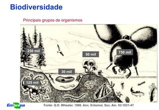 Biodiversidade
   Principais grupos de organismos




     250 mil                                                    750 mil
                                          50 mil



                          30 mil

    125 mil




               Fonte: Q.D. Wheeler. 1990. Ann. Entomol. Soc. Am. 83:1031-47
 