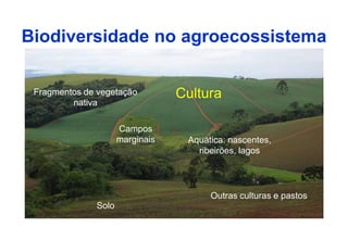 Biodiversidade no agroecossistema

 Fragmentos de vegetação         Cultura
         nativa

                     Campos
                     marginais    Aquática: nascentes,
                                    ribeirões, lagos




                                       Outras culturas e pastos
              Solo
 