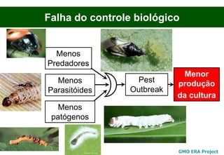 Falha do controle biológico


  Menos
Predadores
                              Menor
  Menos            Pest     produção
Parasitóides     Outbreak
                            da cultura
   Menos
 patógenos



                            GMO ERA Project
 