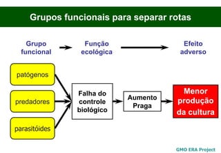 Grupos funcionais para separar rotas

    Grupo        Função                 Efeito
  funcional     ecológica              adverso


patógenos

               Falha do                 Menor
                            Aumento
predadores     controle               produção
                             Praga
               biológico              da cultura

parasitóides

                                      GMO ERA Project
 