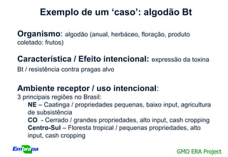 Exemplo de um ‘caso’: algodão Bt

Organismo: algodão (anual, herbáceo, floração, produto
coletado: frutos)

Característica / Efeito intencional:          expressão da toxina
Bt / resistência contra pragas alvo


Ambiente receptor / uso intencional:
3 principais regiões no Brasil:
    NE – Caatinga / propriedades pequenas, baixo input, agricultura
    de subsistência
    CO - Cerrado / grandes propriedades, alto input, cash cropping
    Centro-Sul – Floresta tropical / pequenas propriedades, alto
    input, cash cropping

                                                       GMO ERA Project
 