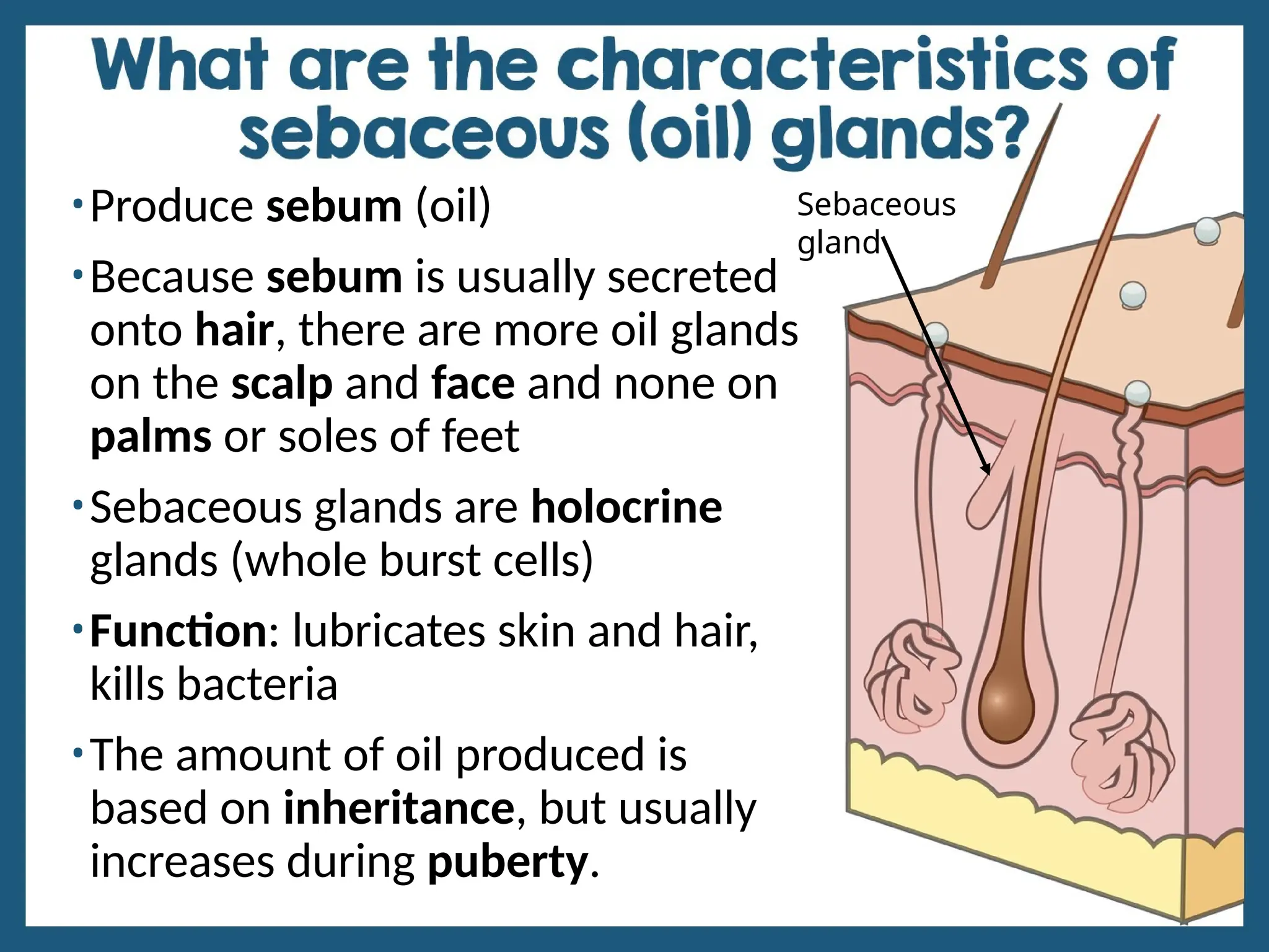 Sebum Definition EDITABLE+Integumentary+System+PPT 3.pptx