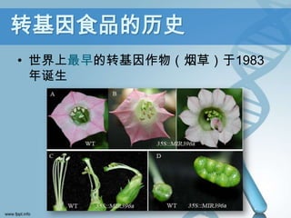 转基因食品的历史
• 世界上最早的转基因作物（烟草）于1983
  年诞生
 