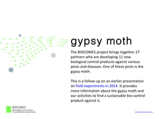 www.biocomes.eu
gypsy moth
The BIOCOMES project brings together 27
partners who are developing 11 new
biological control products against various
pests and diseases. One of these pests is the
gypsy moth.
This is a follow-up on an earlier presentation
on field experiments in 2014. It provides
more information about the gypsy moth and
our activities to find a sustainable bio-control
product against it.
 