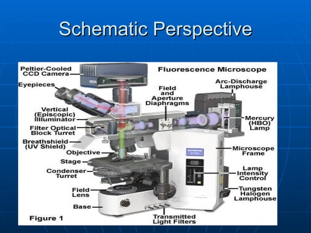 tHE lIGHT mICROSCOPE | PPT