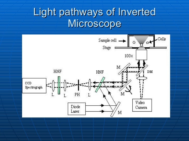 tHE lIGHT mICROSCOPE