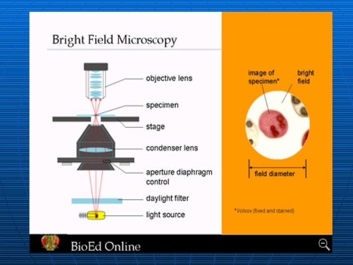 tHE lIGHT mICROSCOPE