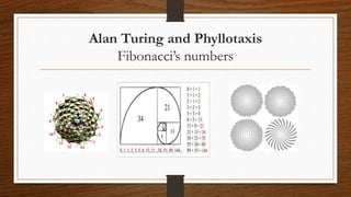 Alan Turing and Phyllotaxis
Fibonacci’s numbers
 