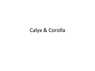 Calyx & Corolla
 