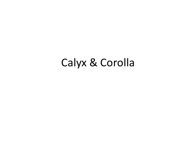 calyx corolla Describes a new entry into the $8 billion flower industry in the united states combining the use of overnight air freight (federal express), information technology, an 800 number, and a catalog, calyx & corolla was changing the way flowers had traditionally been distributed, bypassing three layers of distribution, and providing very fresh. calyx corolla Describes a new entry into the $8 billion flower industry in the united states combining the use of overnight air freight (federal express), information technology, an 800 number, and a catalog, calyx & corolla was changing the way flowers had traditionally been distributed, bypassing three layers of distribution, and providing very fresh.