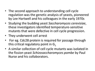 cell cycle in detail (interphase ) | PPTX