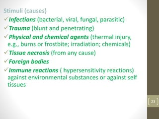 23
Stimuli (causes)
Infections (bacterial, viral, fungal, parasitic)
Trauma (blunt and penetrating)
Physical and chemical agents (thermal injury,
e.g., burns or frostbite; irradiation; chemicals)
Tissue necrosis (from any cause)
Foreign bodies
Immune reactions ( hypersensitivity reactions)
against environmental substances or against self
tissues
 