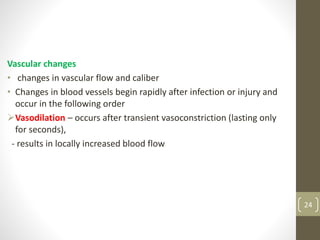 24
Vascular changes
• changes in vascular flow and caliber
• Changes in blood vessels begin rapidly after infection or injury and
occur in the following order
Vasodilation – occurs after transient vasoconstriction (lasting only
for seconds),
- results in locally increased blood flow
 