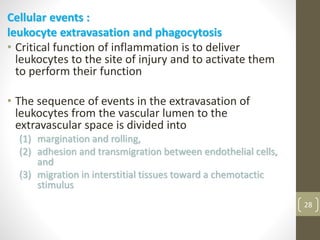 28
Cellular events :
leukocyte extravasation and phagocytosis
• Critical function of inflammation is to deliver
leukocytes to the site of injury and to activate them
to perform their function
• The sequence of events in the extravasation of
leukocytes from the vascular lumen to the
extravascular space is divided into
(1) margination and rolling,
(2) adhesion and transmigration between endothelial cells,
and
(3) migration in interstitial tissues toward a chemotactic
stimulus
 
