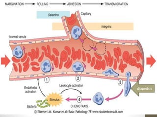 diapedsis
 
