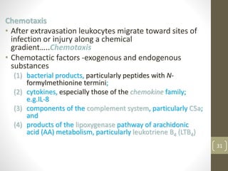 31
Chemotaxis
• After extravasation leukocytes migrate toward sites of
infection or injury along a chemical
gradient…..Chemotaxis
• Chemotactic factors -exogenous and endogenous
substances
(1) bacterial products, particularly peptides with N-
formylmethionine termini;
(2) cytokines, especially those of the chemokine family;
e.g.IL-8
(3) components of the complement system, particularly C5a;
and
(4) products of the lipoxygenase pathway of arachidonic
acid (AA) metabolism, particularly leukotriene B4 (LTB4)
 